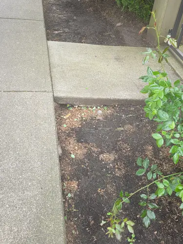 Katsura Planter Membrane Clean Up