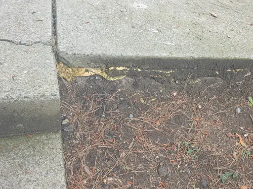 Maple Ridge Stairs and Ground Settling