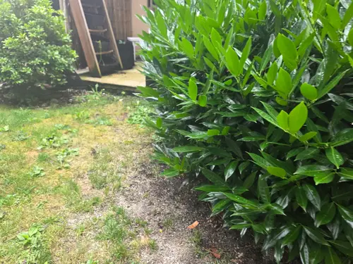 Maple Ridge Stairs and Ground Settling
