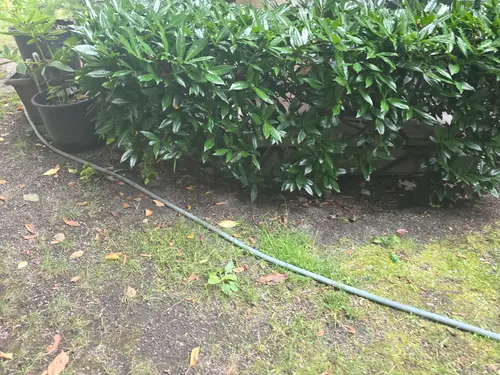 Maple Ridge Stairs and Ground Settling