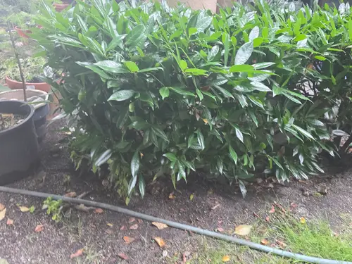 Maple Ridge Stairs and Ground Settling