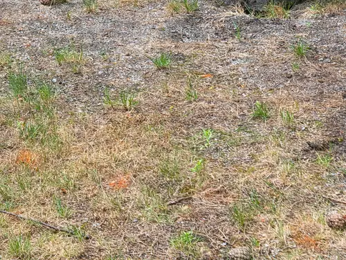 Maple Ridge Stairs and Ground Settling