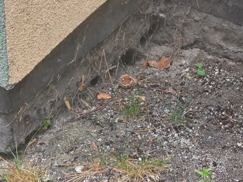Maple Ridge Stairs and Ground Settling
