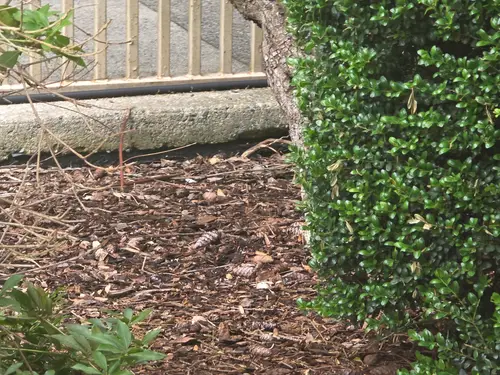 Maple Ridge Stairs and Ground Settling