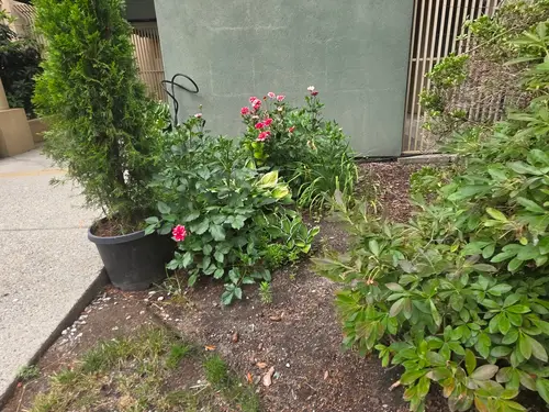 Maple Ridge Stairs and Ground Settling
