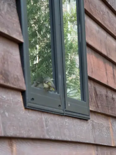 Missizoula Lake Cabin Renovation